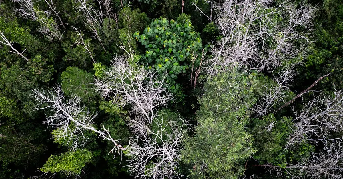 Amazone klimaat: invloed, verandering en belangrijkheid