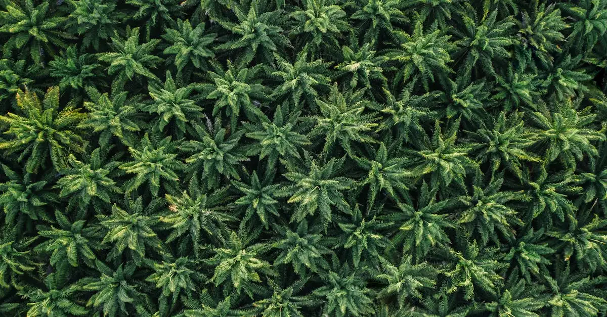 Amazone klimaat: invloed, verandering en belangrijkheid