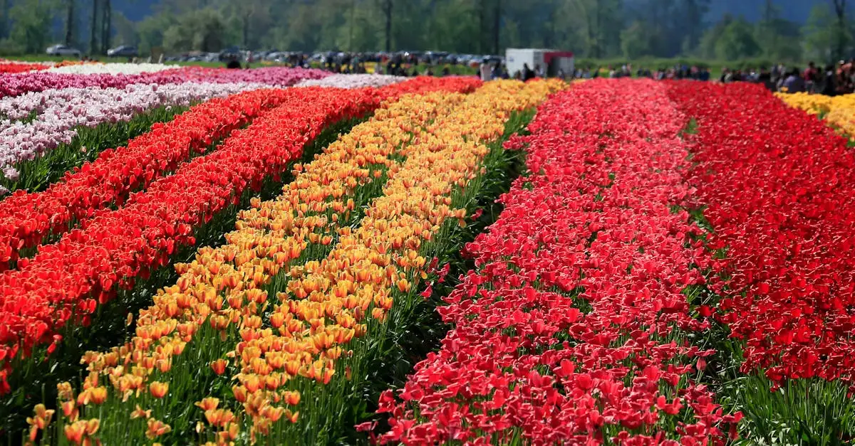 ANWB weeralarm: alle informatie over slecht weer in Nederland