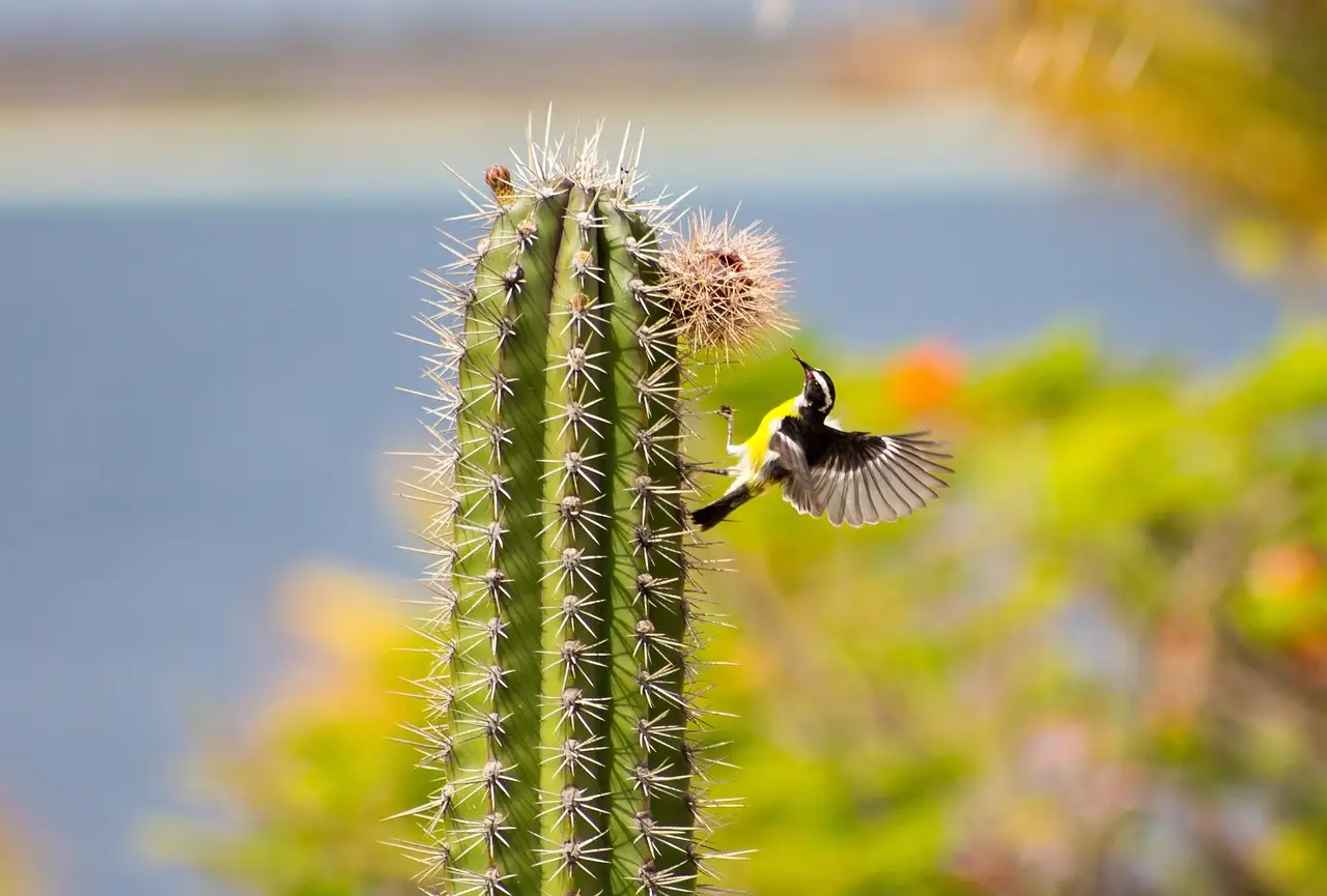 Bonaire klimaat: Weer, temperatuur en beste reistijd