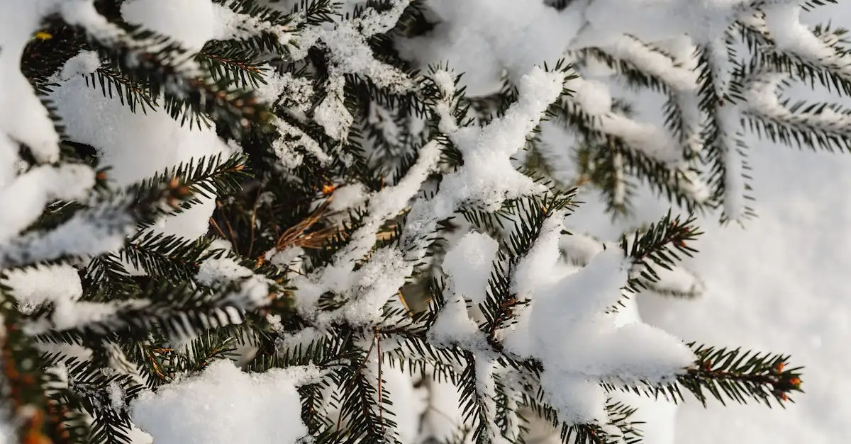 Klimaat in december: weer en temperaturen in Nederland