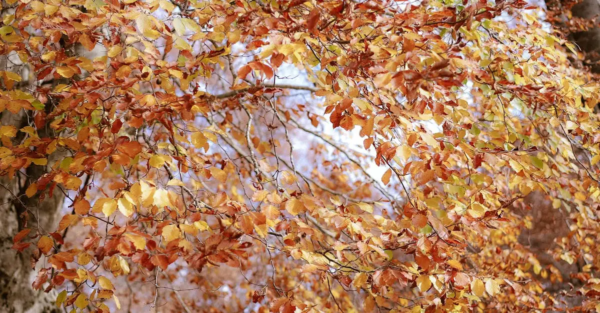 Klimaat in november: Weer en temperatuur in Nederland