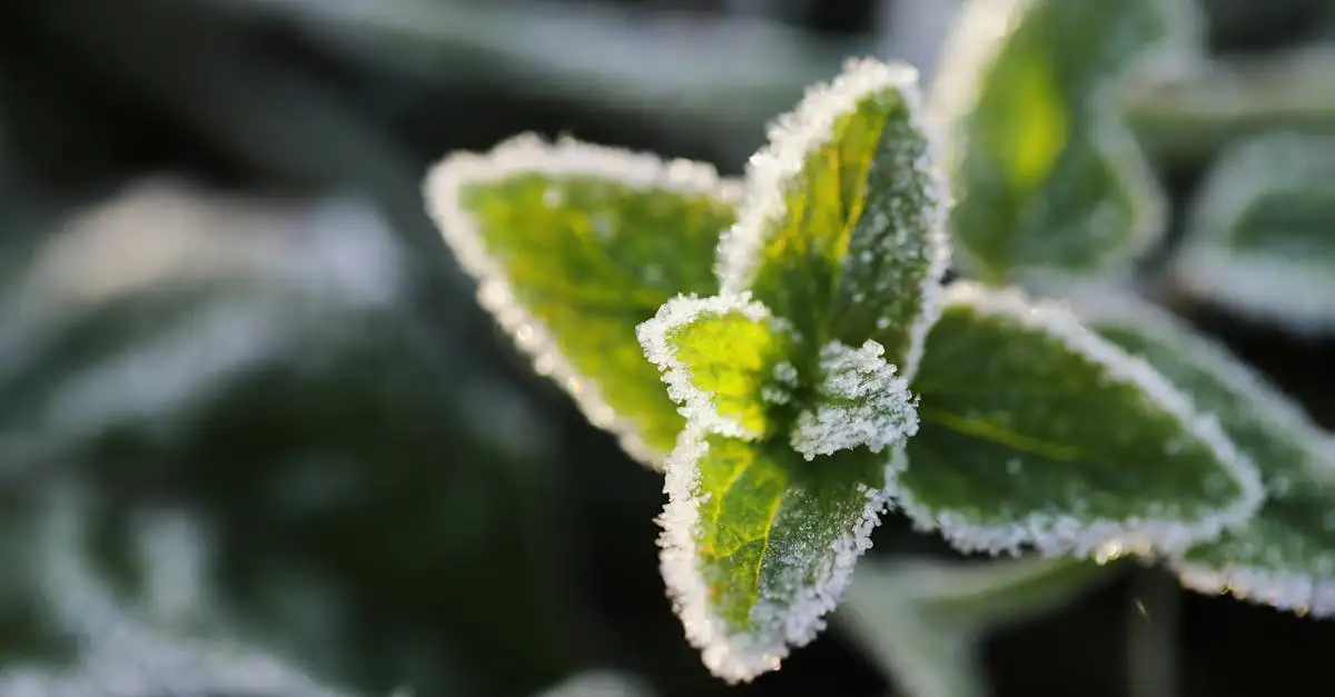 Klimaat in november: Weer en temperatuur in Nederland