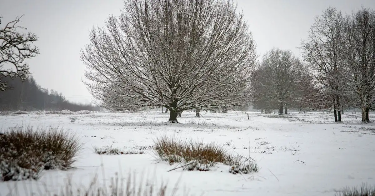 Koud en winterweer domineert, voorlopig geen hittegolf in zicht