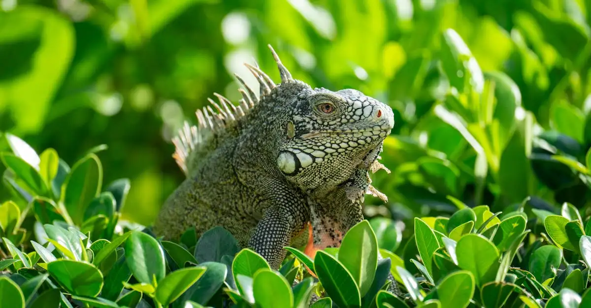 Weer Curaçao per jaar: actuele en historische data