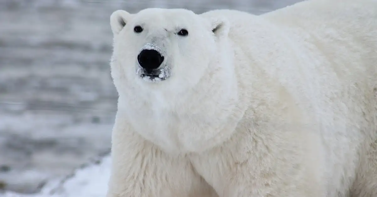 Dieren en klimaatverandering: impact en oplossingen