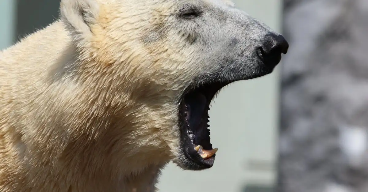 Dieren en klimaatverandering: impact en oplossingen